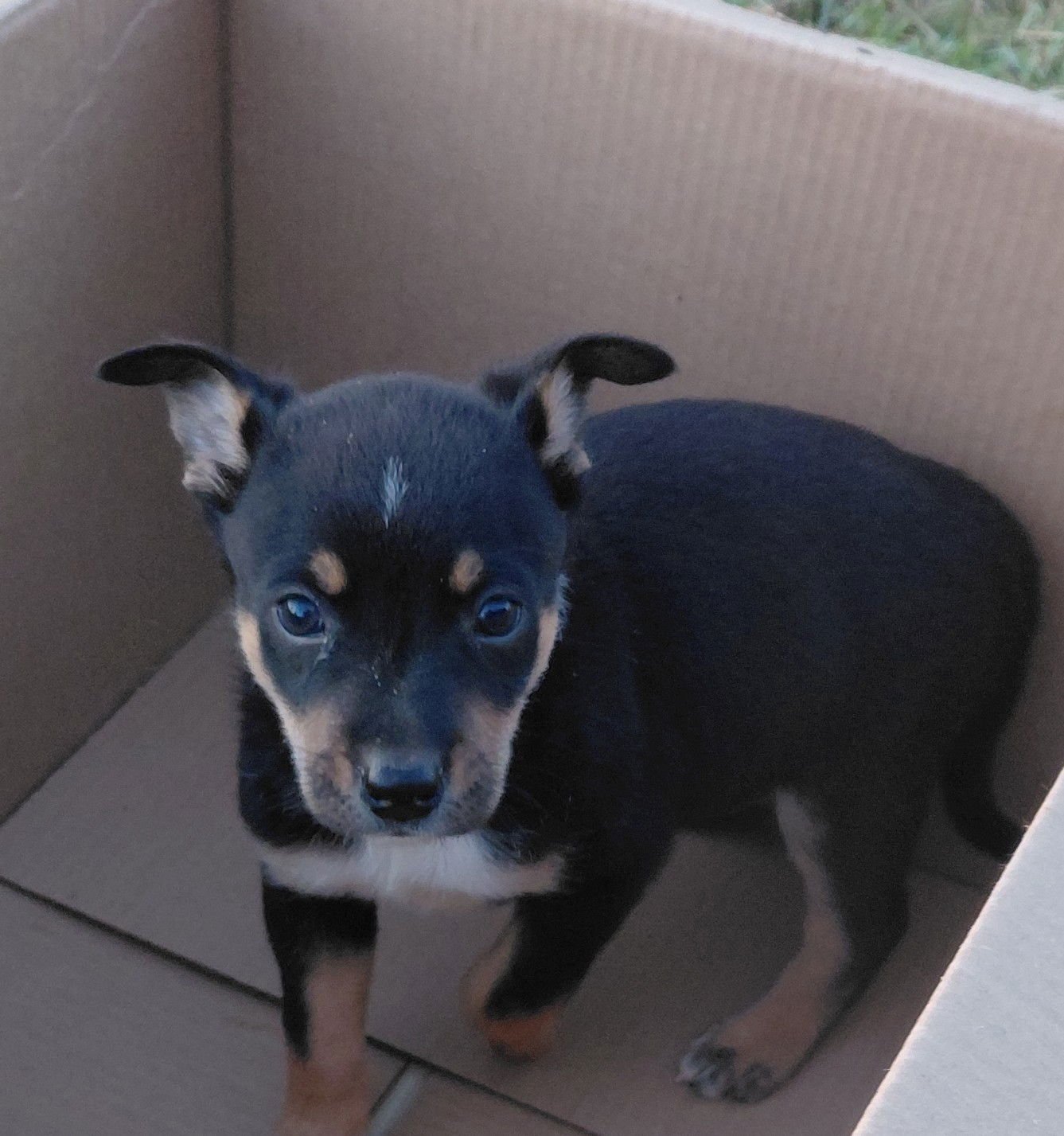 BRUTE - Red Heeler available for adoption