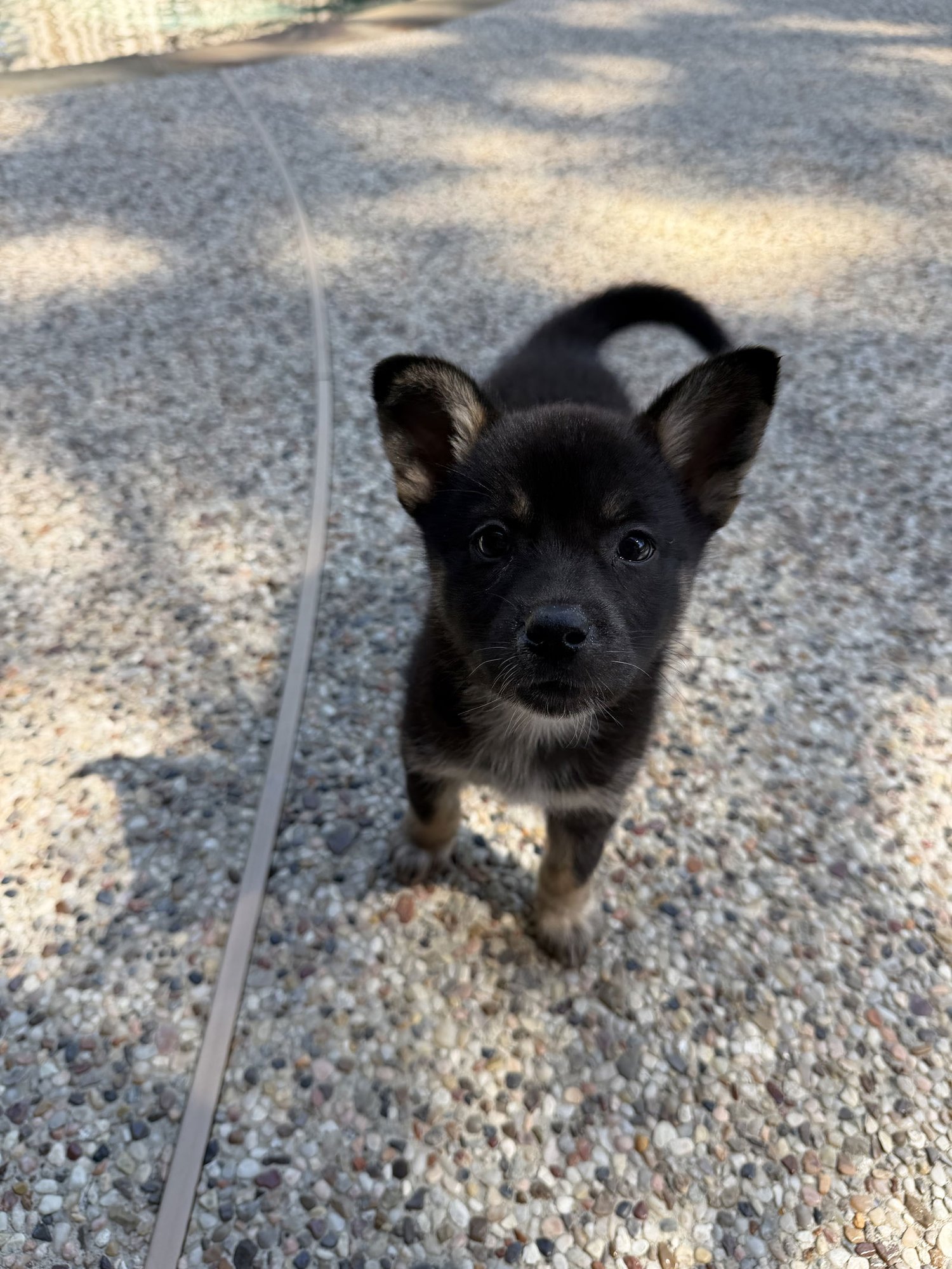 BECKY - German Shepherd Dog available for adoption