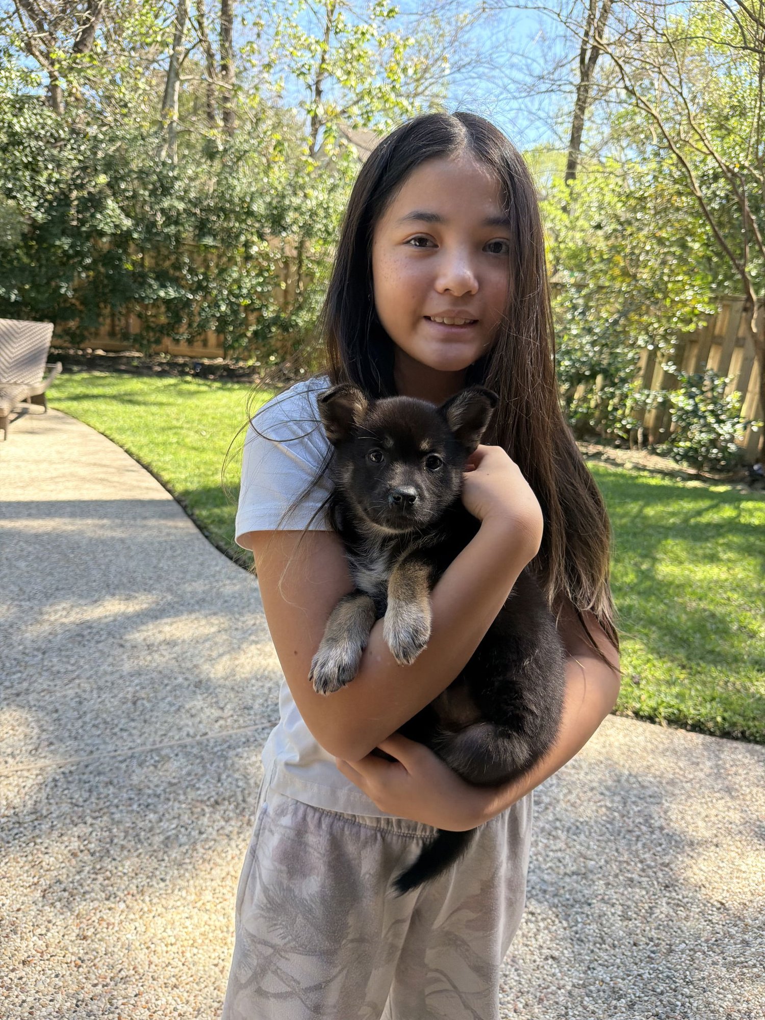 BECKY - German Shepherd Dog available for adoption