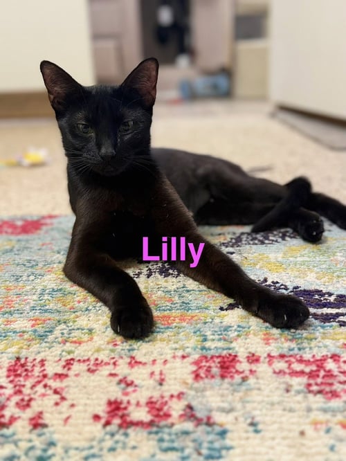 LILLIAN - Domestic Short Hair available for adoption