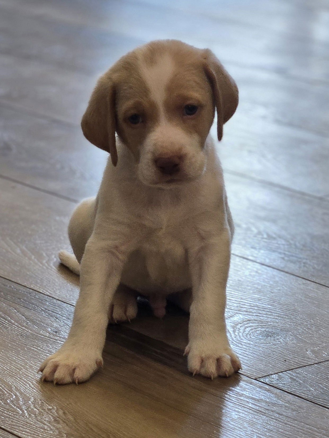 BOUGIE - Labrador Retriever available for adoption