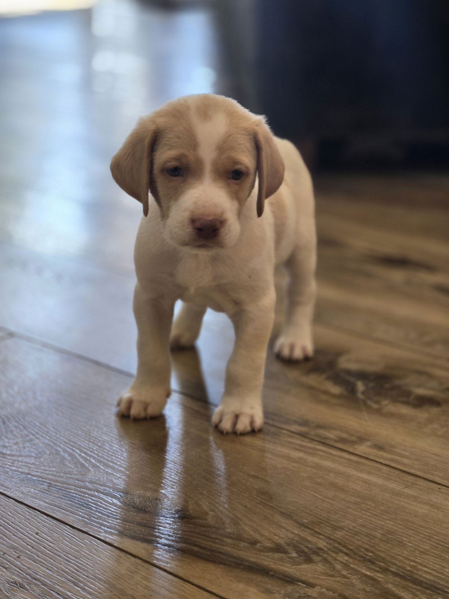 BOUGIE - Labrador Retriever available for adoption
