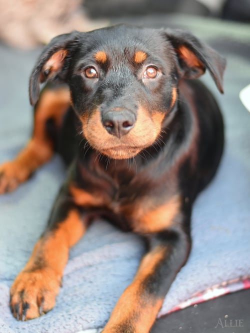 ALLIE MAE - Labrador Retriever available for adoption