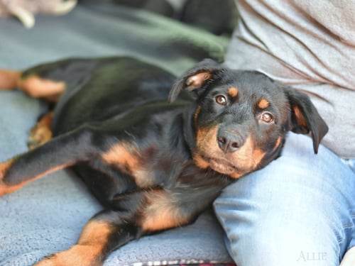 ALLIE MAE - Labrador Retriever available for adoption