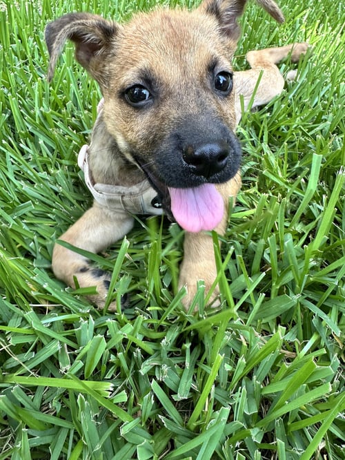 PUNKIN - Terrier available for adoption