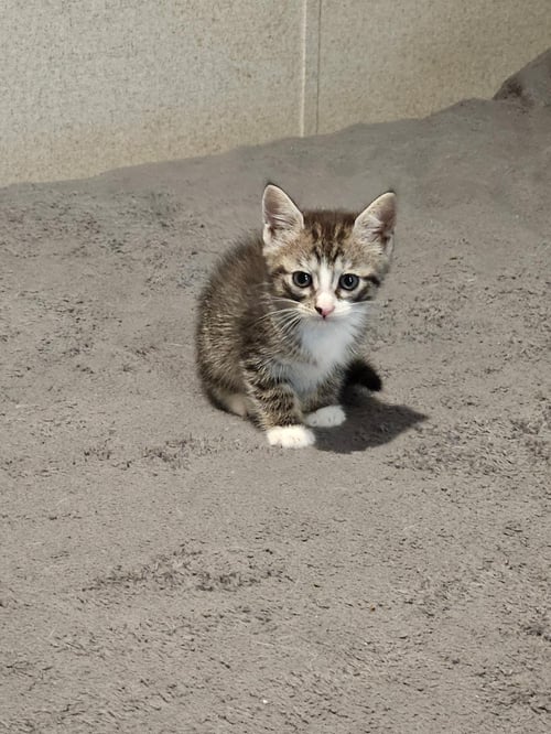 ADELAIDE - Domestic Short Hair available for adoption