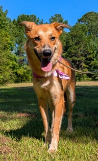 Butterscotch - Photo 1