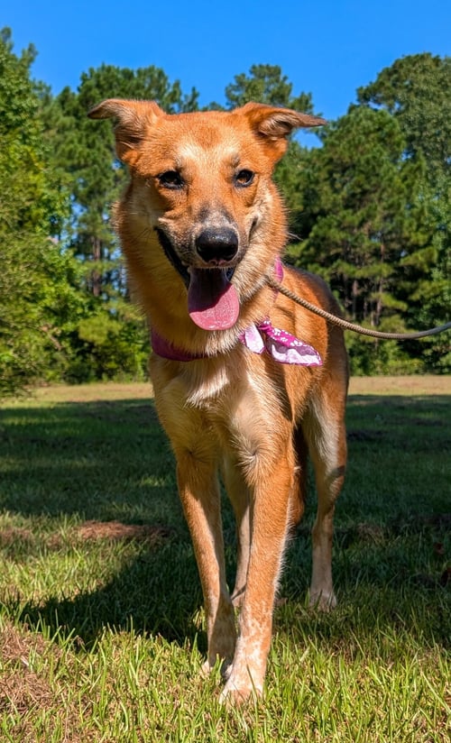 BUTTERSCOTCH - Labrador Retriever / Shepherd available for adoption