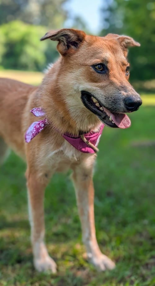 BUTTERSCOTCH - Labrador Retriever / Shepherd available for adoption