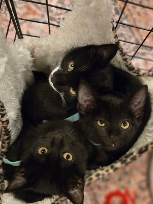 CASEY - Domestic Short Hair available for adoption