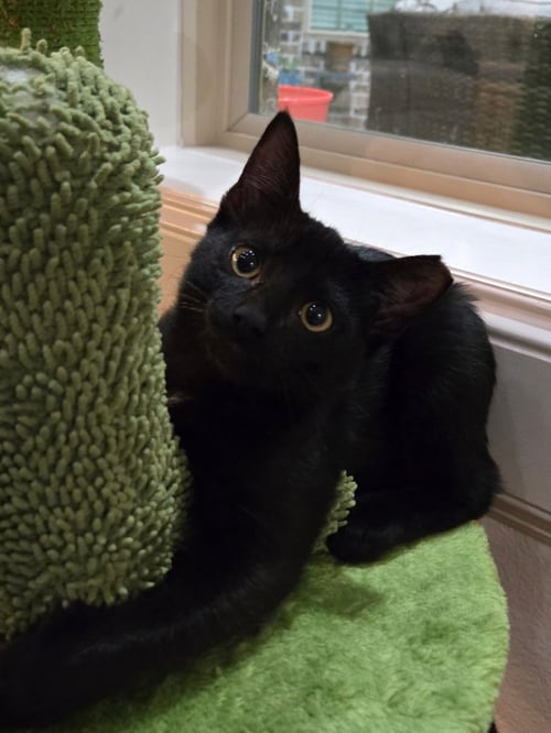CASEY - Domestic Short Hair for adoption in The Woodlands