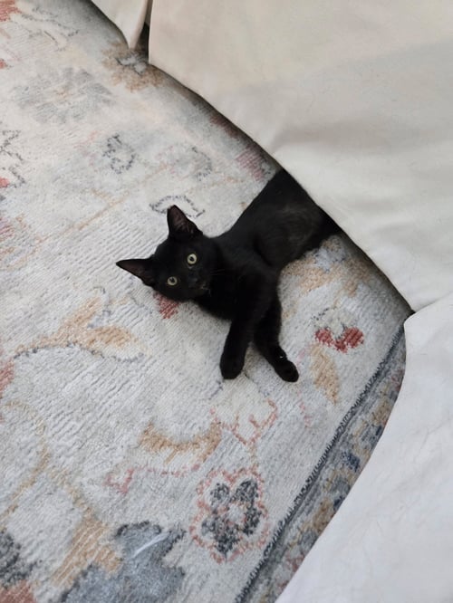 CASEY - Domestic Short Hair available for adoption