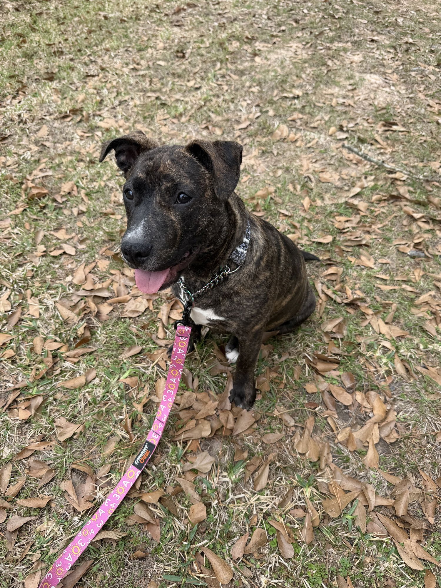 CLEMENTINE - Labrador Retriever available for adoption