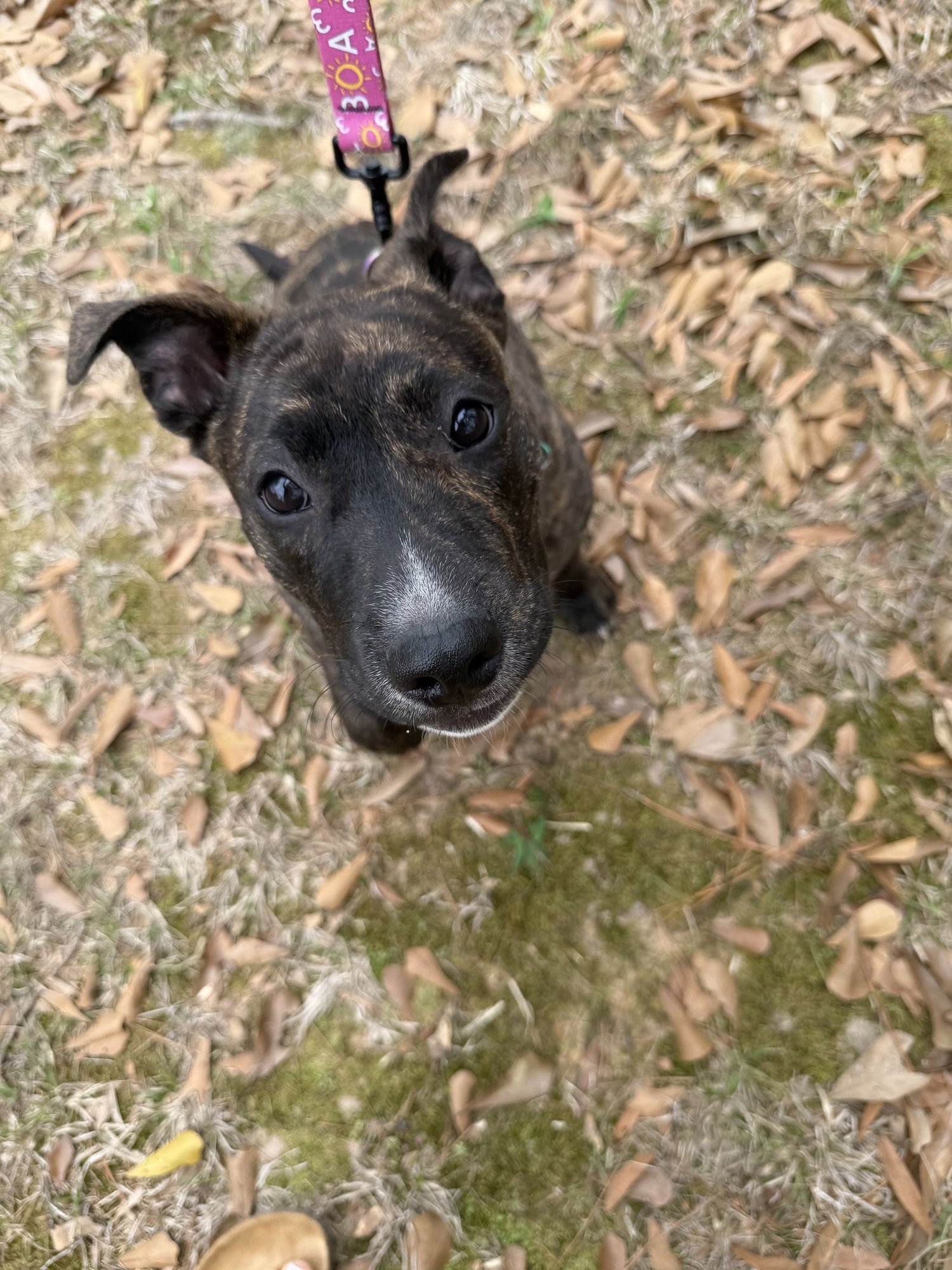 CLEMENTINE - Labrador Retriever available for adoption