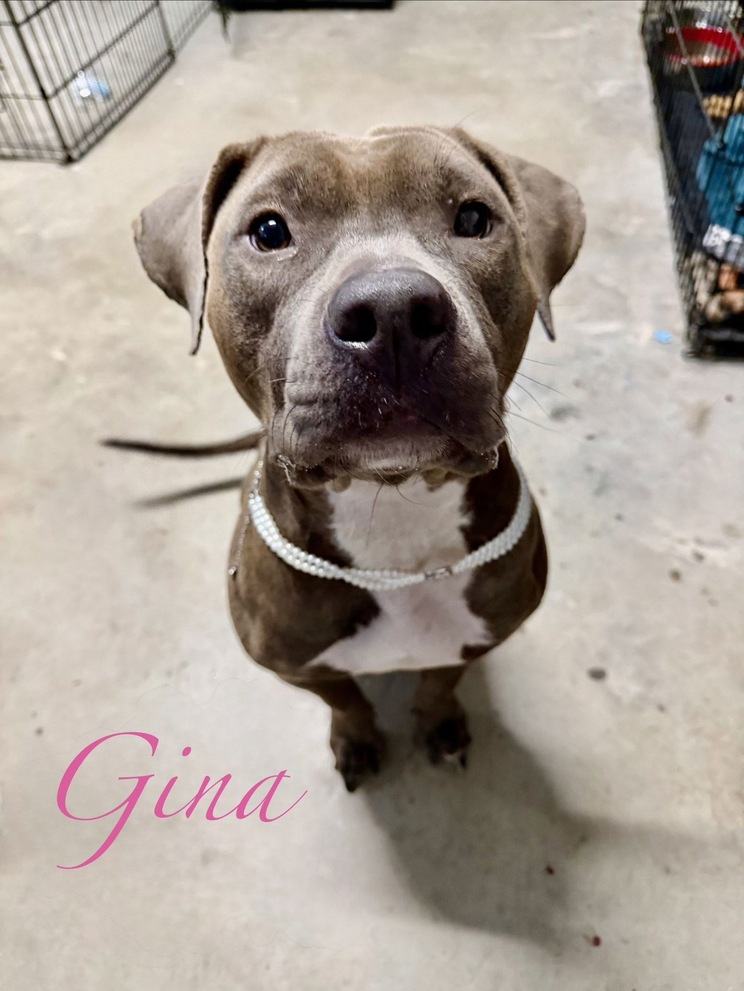 GINA - Staffordshire Bull Terrier available for adoption