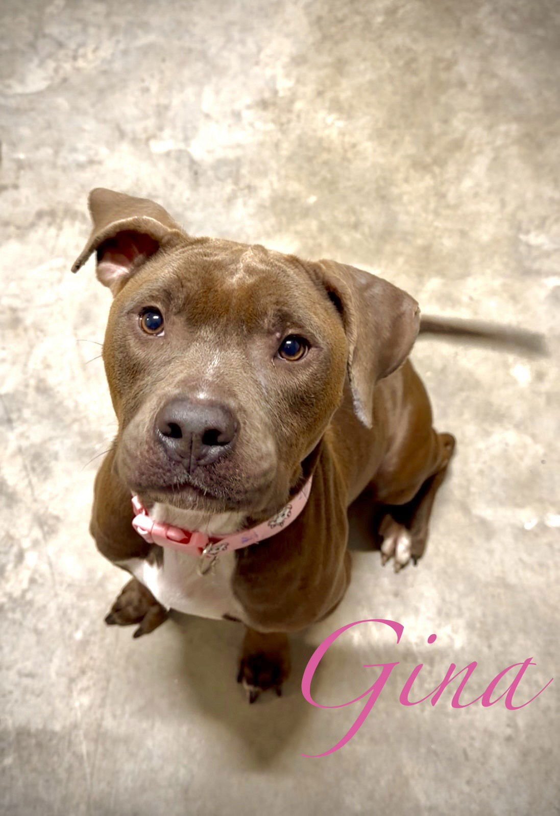 GINA - Staffordshire Bull Terrier available for adoption