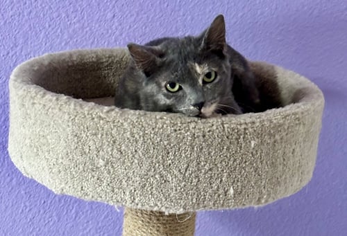 LATTE - Domestic Short Hair available for adoption