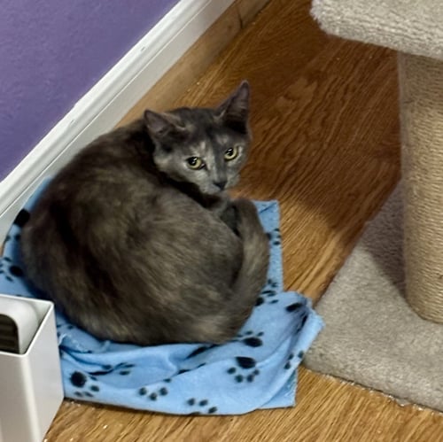 LATTE - Domestic Short Hair available for adoption