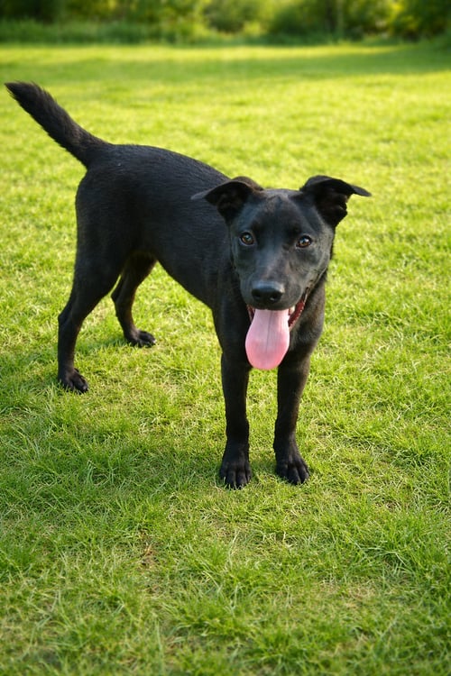 FRANCOISE - Labrador Retriever for adoption in The Woodlands