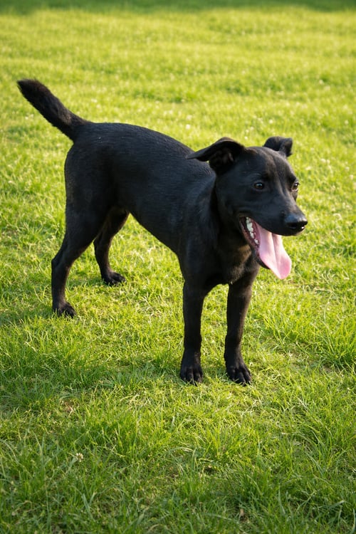 FRANCOISE - Labrador Retriever available for adoption