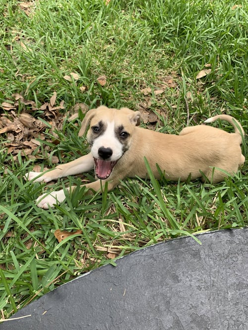 CAT - MANDU - Labrador Retriever for adoption in The Woodlands