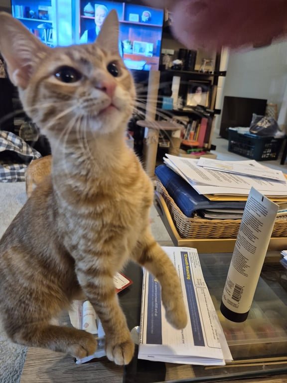 Floofy Image