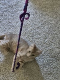 Floofy - Photo 4