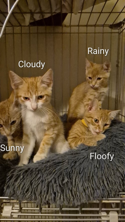 FLOOFY - Domestic Short Hair available for adoption