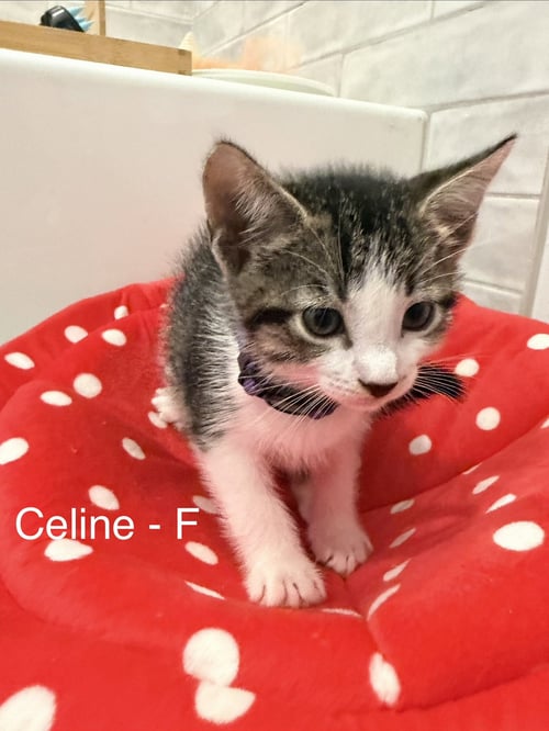 CELINE - Domestic Short Hair available for adoption