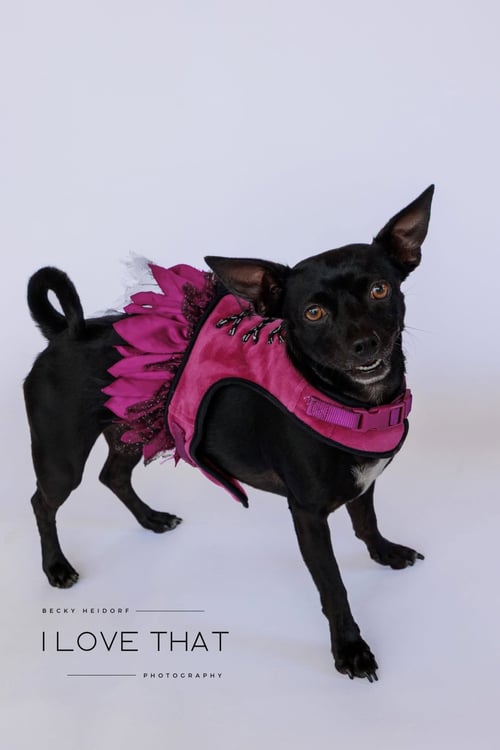 MONICA - Chihuahua / Dachshund available for adoption