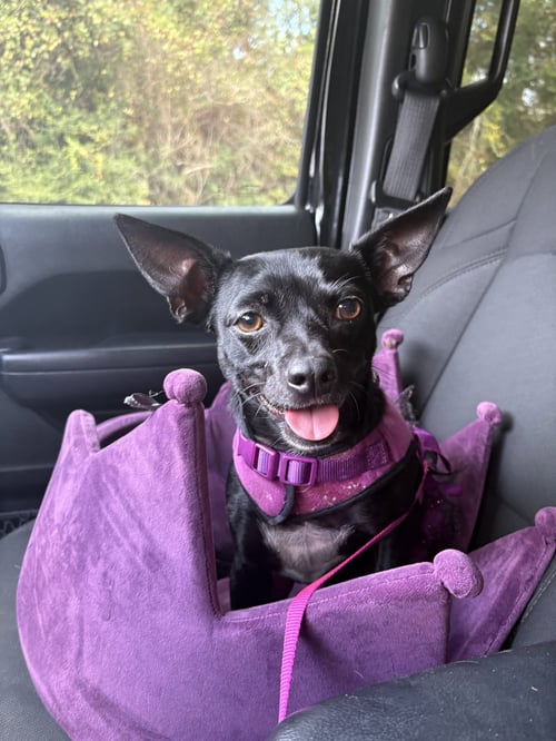 MONICA - Chihuahua / Dachshund available for adoption