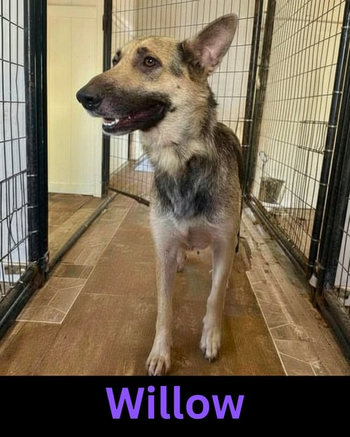 WILLOW - German Shepherd Dog available for adoption