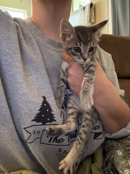 ROWENA - Domestic Short Hair available for adoption