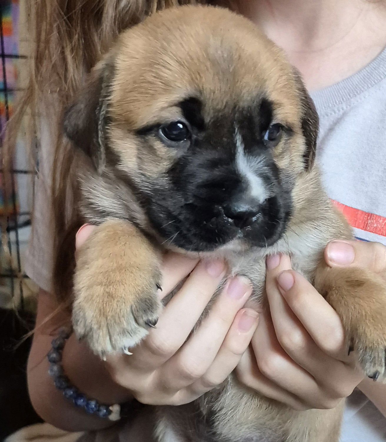 GRACE - Labrador Retriever available for adoption