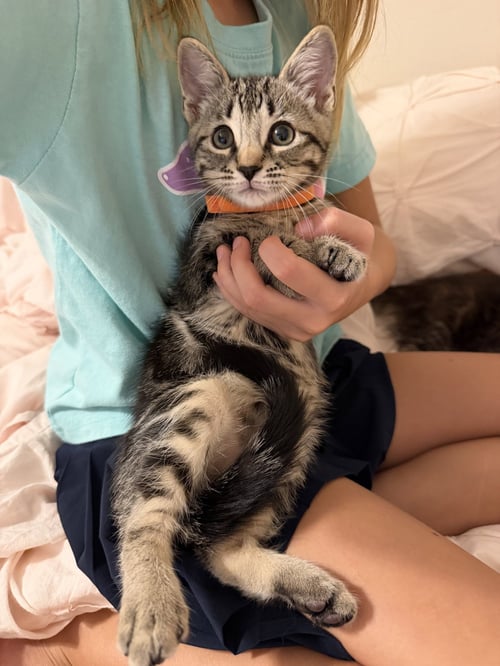 HARVEST - Domestic Medium Hair available for adoption