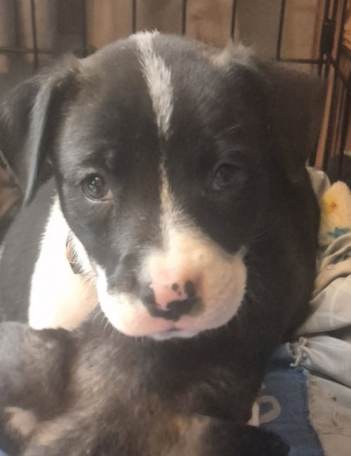 HENRIETTA - Labrador Retriever available for adoption