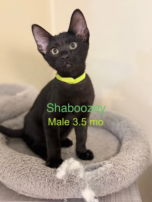 SHABOOZEY - Domestic Short Hair available for adoption
