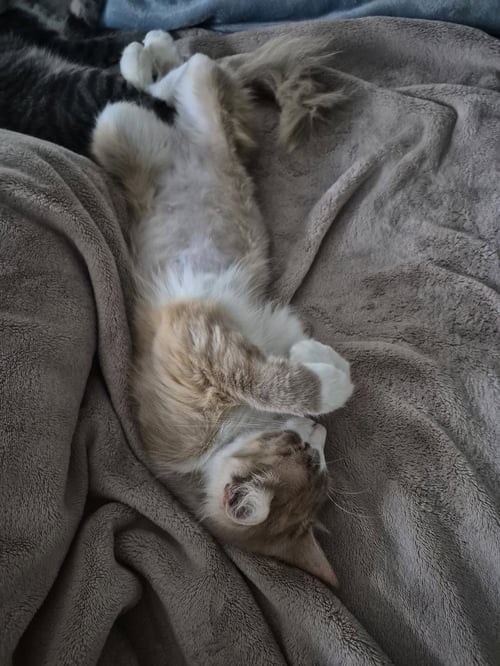 CLAUDIA - Domestic Medium Hair available for adoption