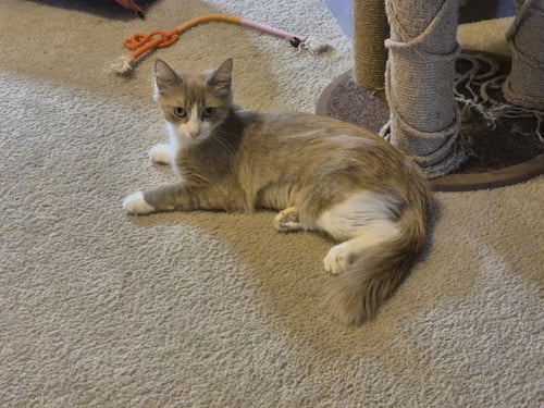 CLAUDIA - Domestic Medium Hair available for adoption