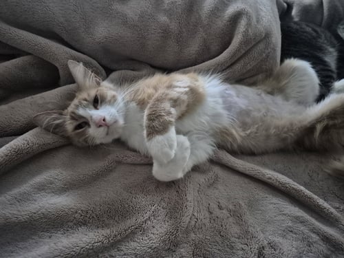 CLAUDIA - Domestic Medium Hair available for adoption