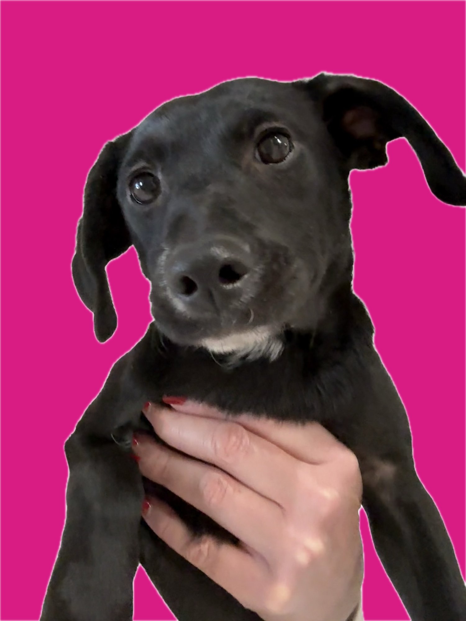 MARIGOLD - Labrador Retriever / Dachshund available for adoption