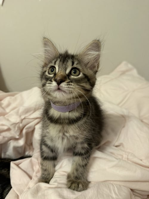CRANBERRY - Domestic Medium Hair available for adoption