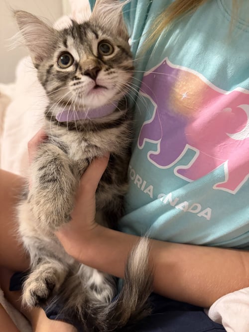 CRANBERRY - Domestic Medium Hair available for adoption