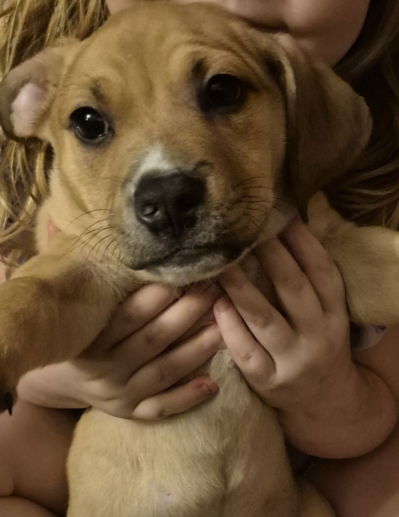 NASH - Chihuahua / Shih Tzu available for adoption