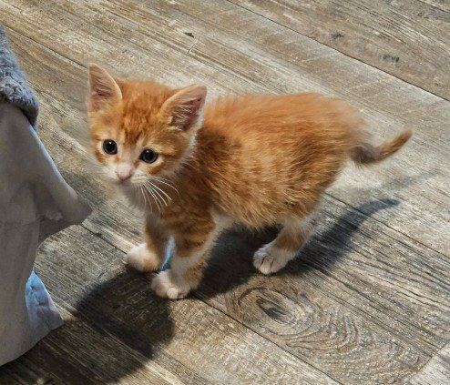 ARROW - Domestic Short Hair for adoption in The Woodlands