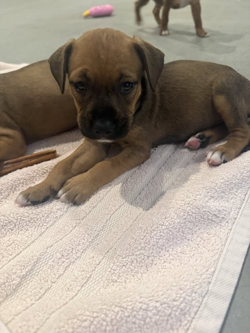 DANDELION - Staffordshire Bull Terrier available for adoption