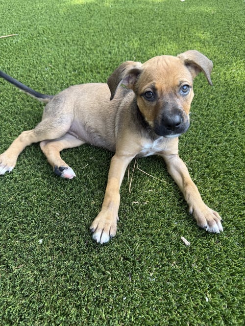 DANDELION - Staffordshire Bull Terrier available for adoption