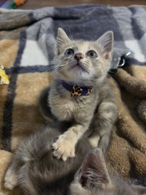 OPAL - Domestic Short Hair available for adoption