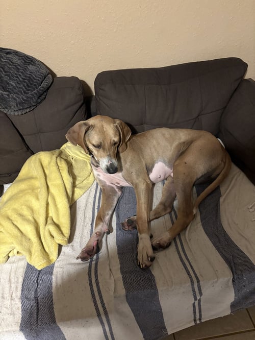 BUCK - Weimaraner / Black Mouth Cur available for adoption