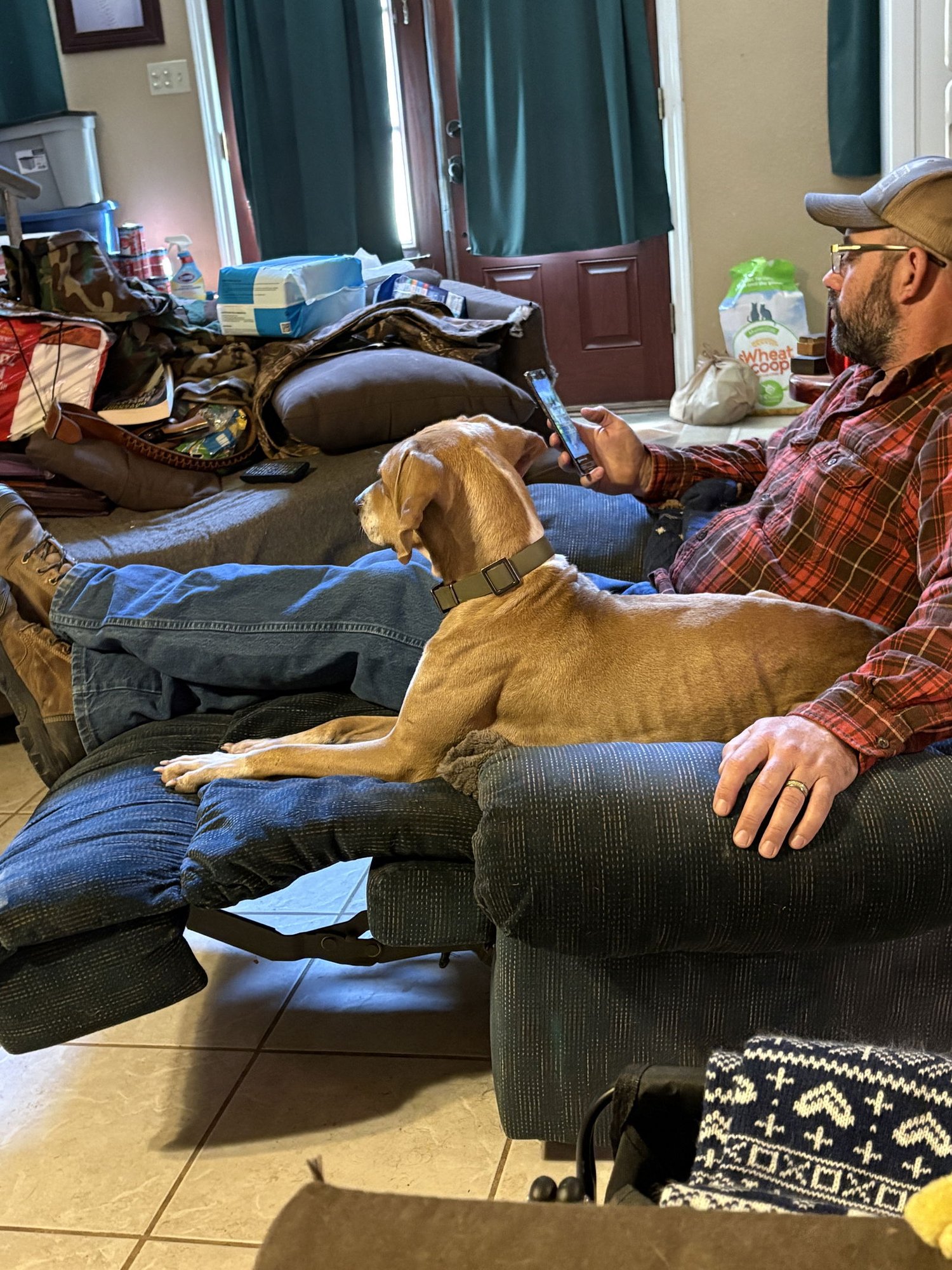 BUCK - Weimaraner / Black Mouth Cur available for adoption